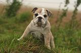 BULLDOG ANGLAIS 201